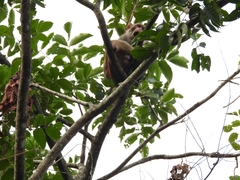 Macaca mulatta