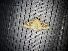 Cotachena alysoni