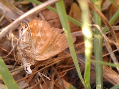 Carcharodina