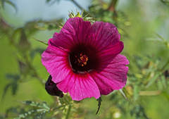 Hibiscus radiatus