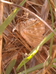 Carcharodina