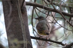 Ptilonorhynchus violaceus