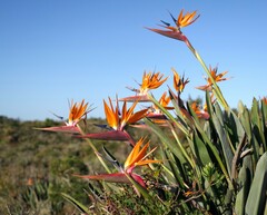 Strelitzia reginae