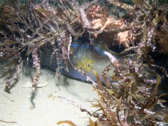 Meuschenia freycineti