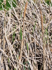 Typha orientalis