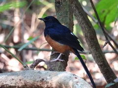 Copsychus malabaricus