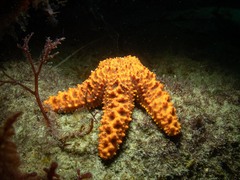 Uniophora granifera