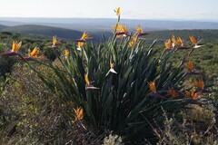 Strelitzia reginae