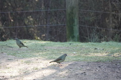 Ptilonorhynchus violaceus