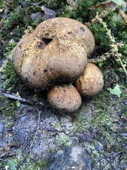 Scleroderma verrucosum