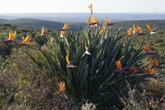 Strelitzia reginae
