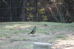 Ptilonorhynchus violaceus