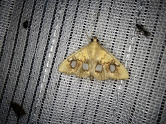 Nosophora semitritalis