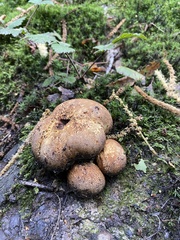 Scleroderma verrucosum
