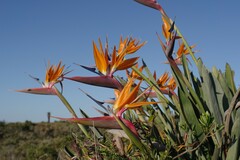 Strelitzia reginae