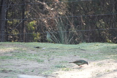 Ptilonorhynchus violaceus