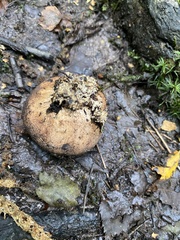 Scleroderma verrucosum