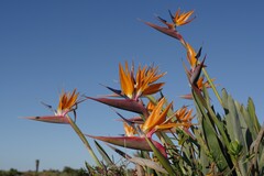 Strelitzia reginae