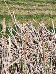Typha orientalis