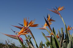 Strelitzia reginae