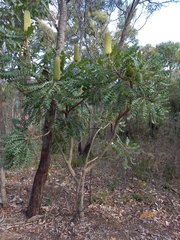Banksia grandis