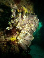 Botrylloides magnicoecus