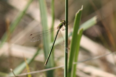 Lestes virens