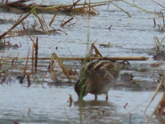 Gallinago