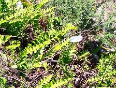 Polypodium vulgare