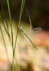 Lestes virens