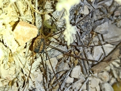 Cosmobunus granarius