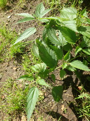 Urtica platyphylla
