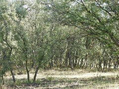 Quercus rotundifolia