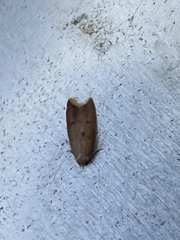 Tachystola acroxantha