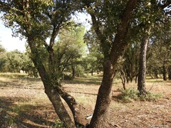 Quercus rotundifolia