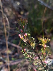 Cyanothamnus anemonifolius