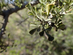 Searsia burchellii
