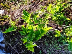 Polypodium vulgare