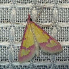 Choristostigma roseopennalis