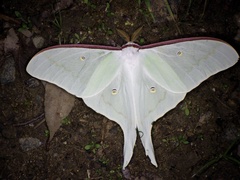 Actias aliena aliena