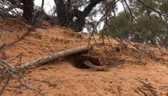 Ctenophorus spinodomus