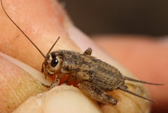 Eumodicogryllus bordigalensis