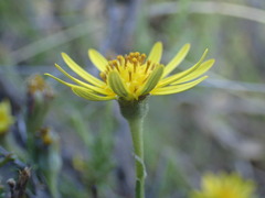 Osteospermum leptolobum