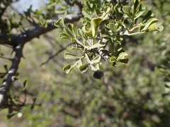 Searsia burchellii