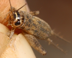 Eumodicogryllus bordigalensis