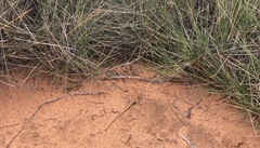 Ctenophorus spinodomus