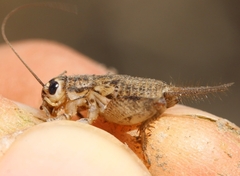 Eumodicogryllus bordigalensis