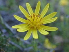 Osteospermum leptolobum