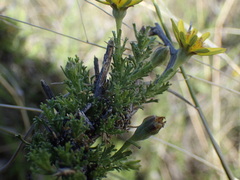 Osteospermum leptolobum