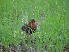 Rostratula benghalensis